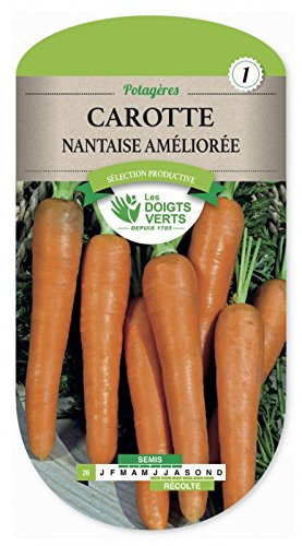 CAROTTE Nantaise amelioree 2