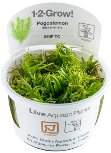 Tropica Pogostemon Erectus Aquarium Plant Gel Pot