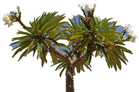 Madagaskar Palme 10 frische Samen -pachypodium lamerei-