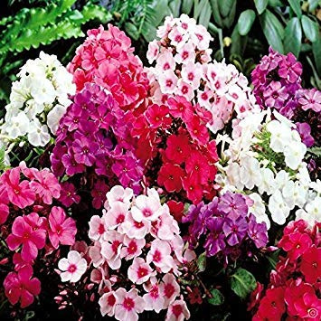 Giant Hardy Phlox Mix (3 Roots) Now Shipping