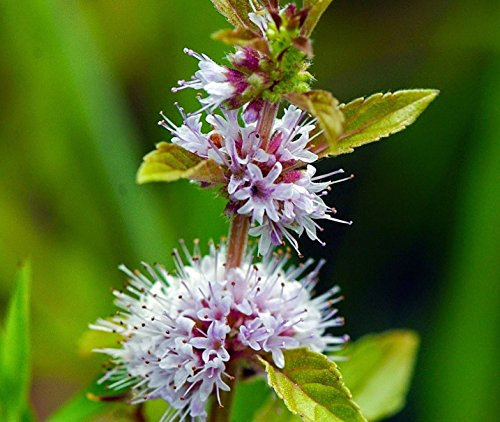 RWS 100 semillas de menta japonesa de curación, Mentha arvensis ssp. haplocalyx, Minzölpflanze