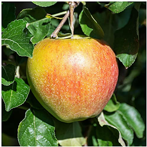 'Braeburn' Apple Tree 4-5ft Self-Fertile,Ready to Fruit,Crisp & Aromatic 3fatpigs®