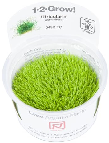 Tropica Utricularia graminifolia Live Aquarium Plant - In Vitro Tissue Culture 1-2-Grow! by Tropica