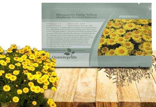 Outsidepride Yellow Marguerite Daisy Seeds - 10000 Pcs. Perennial Drought-Tolerant & Pollinator-Friendly, Flower Seeds for Planting Vibrant Blooms for Gardens, Borders & Cut Flowers