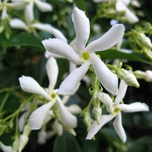 Sternjasmin Weiß - Kletterpflanzen winterhart - Immergrüner Duftjasmin - Jasmin Pflanze - 1,5 Liter Topf - Winterharte Pflanzen für den Garten - Jasmin - Wachstum bis zu 400 cm Höhe - ClematisOnline