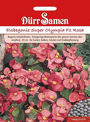 Dürr-Samen - Eisbegonie Super Olympia F1 Rosa einjährig 20 cm Saatgut