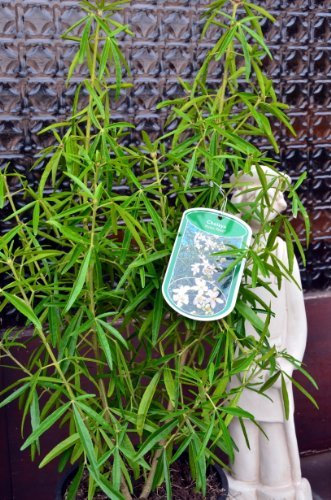 winterharte Orangenblume Choisya Aztec Pearl 40-50 cm hoch im 5 Liter Pflanzcontainer