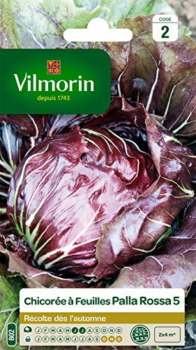Vilmorin 3276842 Pack de Graines Chicorée à Larges Feuilles Palla Rossa