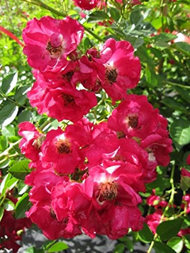 Baumschule Pflanzenvielfalt Kletterrose Hiawatha® - Rosa Hiawatha® - Purpur-violett - Duft+ - Ramblerrose