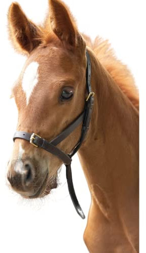 Fohlenhalfter aus Blenheim-Leder, Havana