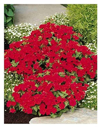 PREMIER SEEDS DIRECT Phlox - Scarlet Beauty - 400 Flower Seeds - Annual