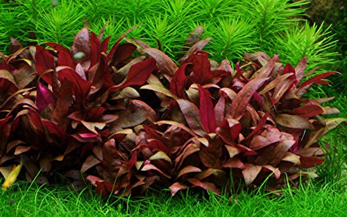 Tropica. Utricularia graminifolia Mini Parrot Blade/Alternant Hera reineckii 'Mini' Tropica