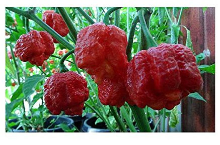 Idroponica Semi di Peperoncino Trinidad Scorpion Moruga Red