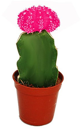 Exotenherz - Gymnocalycium mihanovichii - cactus de fraise - rose - pot de 5,5 cm