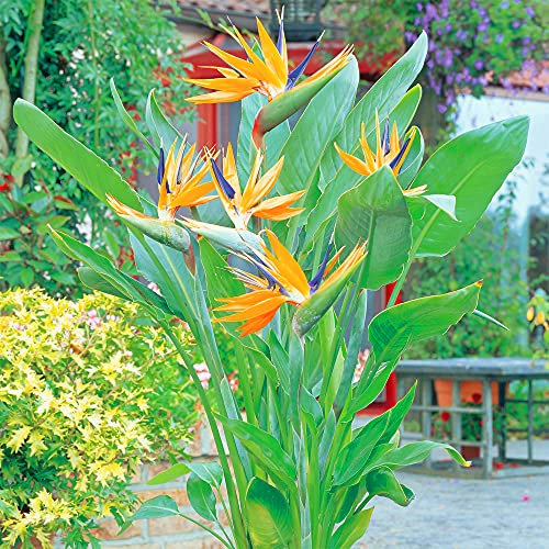 Strelitzia Plant Bird of Paradise - 1 Plant