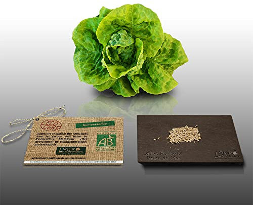 250 graines Bio à semer - Le Grenier d'Abondance - LAITUE POMMEE Reine de Mai - Certifié AB - Lactuca