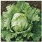 PREMIER SEEDS DIRECT - Lettuce - CRISPHEAD - WEBBS Wonderful - 3 GRAM Seeds ~ 3000 Seeds