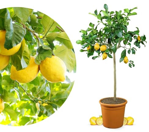 Meine Orangerie Zitronenbaum Grande - echter Citrusbaum - 100 bis 120 cm - veredelte Zitrone im 12 Liter Topf - Citrus Limon - Lemon Tree - Fruchtreife Zitronen Pflanze in Gärtnerqualität