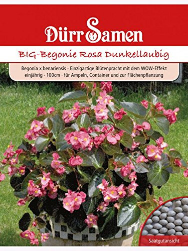 BIG-Begonie Rosa Dunkellaubig