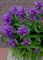 Knäuelglockenblume „Superba-Knäuel-Glockenblume“ 25-Blau Staudensamen