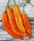 10 semillas - Semillas de Aji Amarillo pimienta de Chile -Aji Rojo, Uso frescas, asado, secado, salsas, polvo
