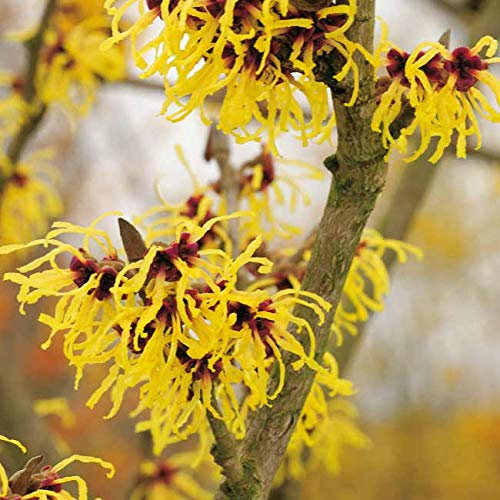 Gelbe Zaubernuss - Hamamelis x intermedia - Arnold Promise - winterblühend leuchtender Strauch - von Garten Schlüter - Pflanzen in Top Qualität