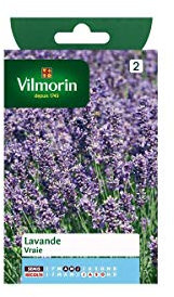 Sachet graines Lavandre vraie