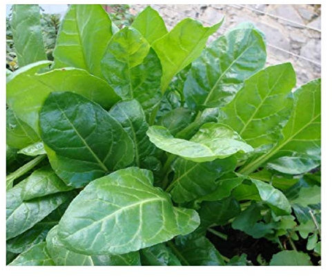Premier Seeds Direct - Spinach Seeds - Perpetual Approx 500 Seeds