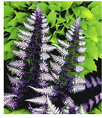 BALDUR Garten Winterharter Schmuck-Farn 'Japanese Painting', 1 Pflanze, Gartenfarn, winterharte Staude, mehrjährig, pflegeleicht, für Standort im Schatten geeignet, Athyrium niponicum