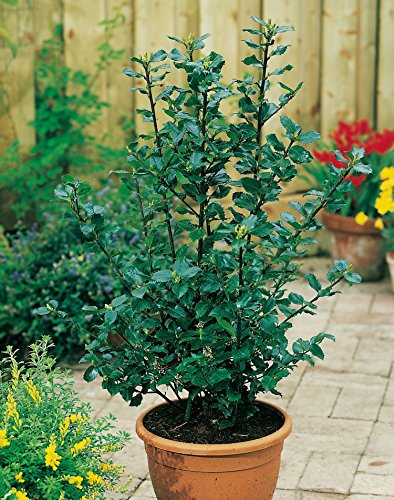 Stechpalme Heckenstar - Ilex meservae - immergrün männlich schnittverträglich 40-60cm - Befruchter der Heckenfee - Hecken-Pflanze von Garten Schlüter - Pflanzen in Top Qualität