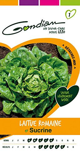 Gondian 152915 Semences-Laitue Romaine Sucrine-CP 1, Vert, 1x8.1x16 cm