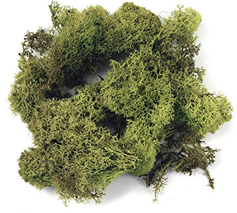 Rayher Musgo natural de Islandia para manualidades, verde claro, limpio, preservado, 1 kg, 8500311