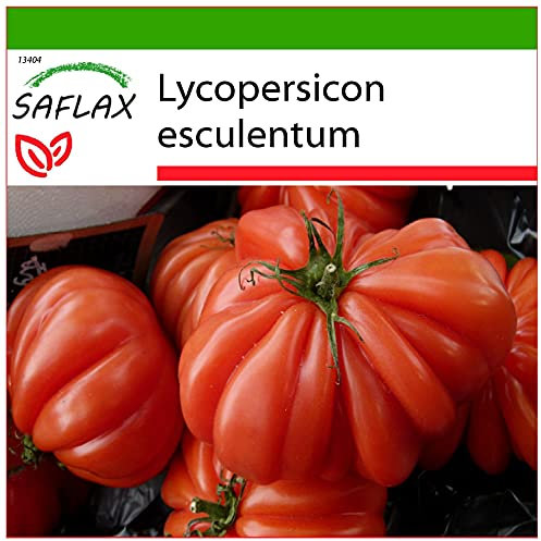 SAFLAX - Pomodoro Costoluto Genovese - 10 semi - Con substrato - Lycopersicon esculentum