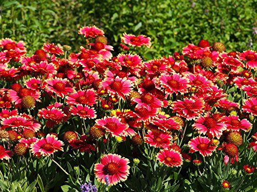 Rote Kokardenblume 30 Samen - Gaillardia 'Burgunder'