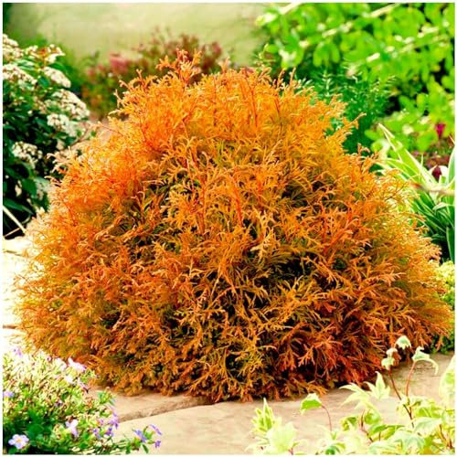 GrowOn Shrubs [2 Litre] Dwarf Conifer Thuja Occidentalis 'Rheingold' | Evergreen Shrub | Outdoor Garden Ready Plant