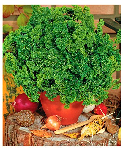 Lot de 100 Graines de Persil Nain Frisé Mousse 2 Aromatique Potager
