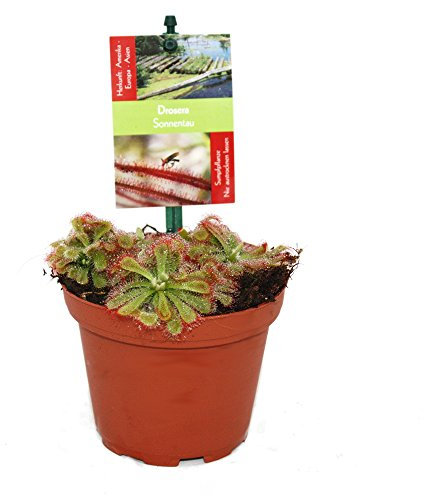 Pot de 9cm de droséra - Drosera alicae-