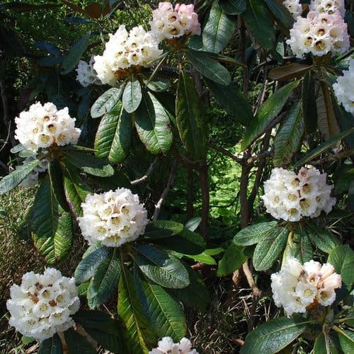 Plant World Seeds - Rhododendron Macabeanum Seeds (Tree & Shrub Seeds)