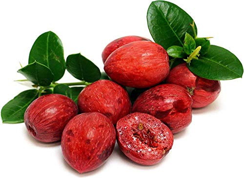 Dwarf Natal Plum Tree - Carissa macrocarpa - 4 Pot