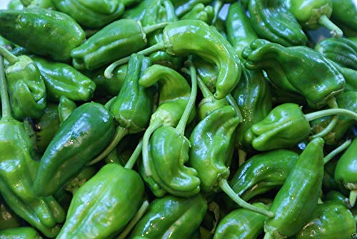 Padron Pepper, Pimientos De Padron- 40 Seeds - Hot/sweet/mild, Spanish Heirloom !