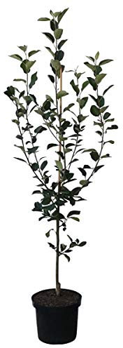 Apfelbaum Topaz (S) Winterapfel schorfresistent Buschbaum ca. 110-140 cm im 9,5 Liter Topf MM 111