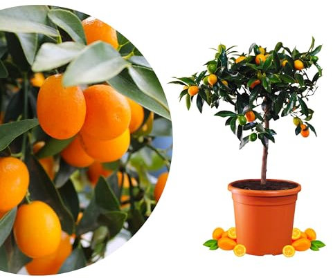 Meine Orangerie Kumquat - echte Zitruspflanze - Fortunella margarita - Ovale Kumquat - Kumquat Tree - veredelte Zwergorange in Gärtner-Qualität (Topf Ø 22cm)