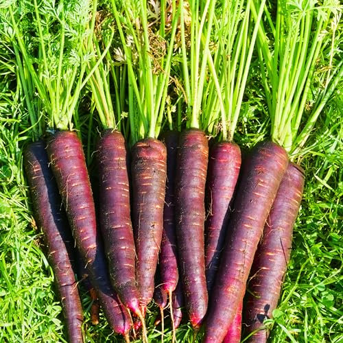PREMIER SEEDS DIRECT - Purple Haze F1 Carrot Seeds, Approx 500 Seeds