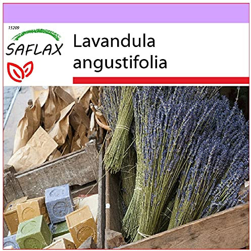 SAFLAX - Lavande vraie - 150 graines - Lavandula angustifolia