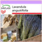 SAFLAX - Heilpflanzen - Echter Lavendel - 150 Samen - Lavandula angustifolia