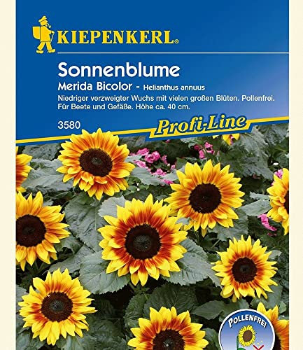 Kiepenkerl Sonnenblume 'Merida Bicolor',1 Portion