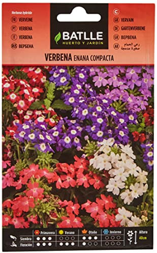Semillas Batlle Verbena Nano compatta