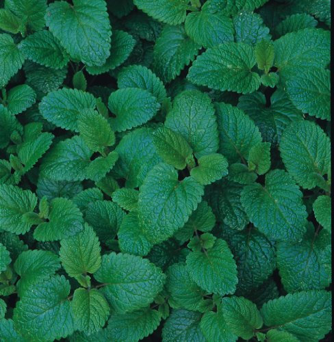 Herb Seeds - Balm Lemon - 1500 Seeds