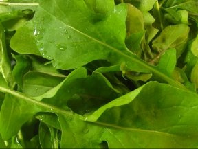 Ohio Heirloom Arugula Seeds for Planting – Lettuce Seeds for Planting Outdoor or Indoor, Tender, Rounded, & Premium Roquette Variety for Your Home Garden, Non-GMO, 85% Germination, 1000 + Seeds
