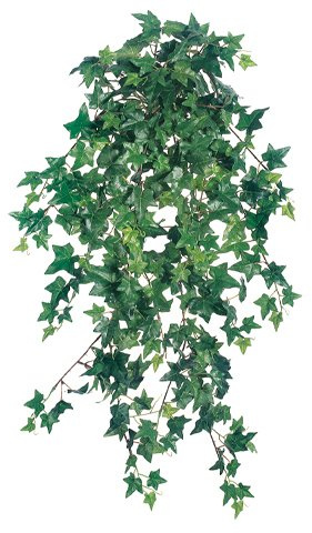 Arcadia Silk Plantation SIX 31 Ivy Artificial Hanging Greenery Bushes, with No Pot,